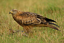Lesser spotted eagle {Aquila pomarina} standing in grass on prey, Bulgaria.