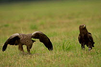Two Lesser spotted eagles {Aquila pomarina} standing in field with prey, Bulgaria.