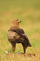Lesser spotted eagle {Aquila pomarina} standing on prey, Bulgaria.