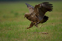 Lesser spotted eagle {Aquila pomarina} defending prey Bulgaria.