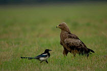 Lesser spotted eagle defending prey from Magpie {Pica pica} Bulgaria.