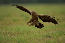 Lesser spotted eagle {Aquila pomarina} coming in to land in grass field, Bulgaria.