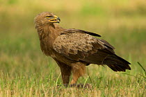 Lesser spotted eagle {Aquila pomarina} standing in on prey, Bulgaria.