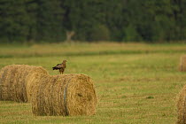 Lesser spotted eagle {Aquila pomarina} standing on bale of straw in a field,