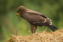 Lesser spotted eagle {Aquila pomarina} standing on bale of straw feeding, Bulgaria.