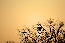 Silhouette of Yellow Baboons {Papio cynocephallus} mating in tree, Okavango, Botswana.