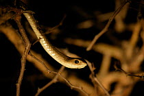 Boomslang Snake {Dispholidus typus} hunting at night in a tree, Okavango Delta, Botswana.