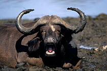 African Buffalo {Sincerus caffer} bull taking a mud bath, Okavango Delta, Botswana.