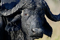 Portrait of African Buffalo {Sincerus caffer} bull covered in mud, Okavango Delta, Botswana