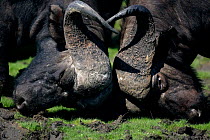 Two African Buffalo {Sincerus caffer} bulls sparring, Okavango Delta, Botswana.
