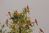Flock of Southern carmine bee-eaters {Merops nubicus} in tree, Okavango Delta, Botswana.