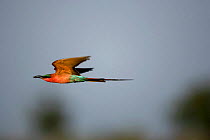 Southern carmine bee-eater {Merops nubicus} in flight, Okavango Delta, Botswana.