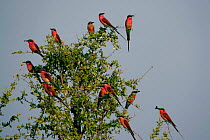 Flock of Southern carmine bee-eaters {Merops nubicus} in tree, Okavango Delta, Botswana.