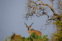 Greater Kudu bull {Tragelaphus strepsiceros}, Okavango Delta, Botswana.