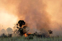 Anaerobic Combustion - Natural bush fire caused by fermentation deep in ground.
