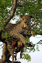 Male Leopard {Panthera pardus} with prey in tree, Okavango Delta, Botswana.