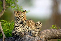 Young Leopard {Panthera pardus} in Marula tree Okavango Delta, Botswana.