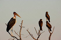 Marabou stork and Yellow billed kites {Milvus aegyptius} Botswana, Okavango Delta.