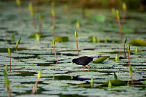 Black Crake {Amaurornis flavirostra} wading in lily pond, Okavango Delta, Botswana.