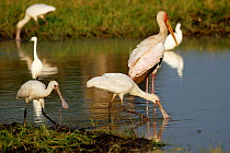 African spoonbill {Platalea alba} & Yellow billed storks {Mycetera ibis}, Botswana.