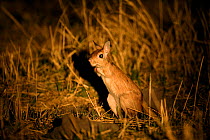 Spring hare {Pedetes capensis} at night, Okavango Delta, Botswana.