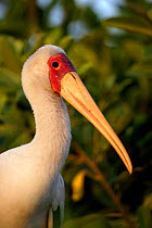 Portrait of Yellow billed stork {Mycteria ibis} Okavango Delta, Botswana.