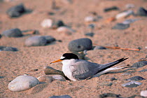 Little tern nesting on beach {Sternula albifrons} UK