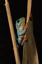 Italian treefrog {Hyla intermedia} Blue colour due to metabolism change. Italy