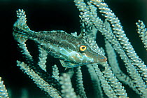 Juvenile Longtail / Scrawled filefish {Alutera scripta} Bonaire, Caribbean