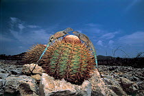 Two Whiptail lizards {Cnemidophorus sp} on cactus, Bonaire, Caribbean