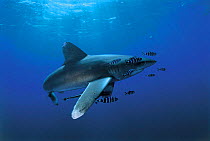 Oceanic whitetip shark {Carcharhinus longimanus}, Red Sea.