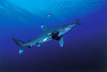 Oceanic whitetip shark {Carcharhinus longimanus}, Red Sea.