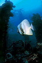 Longfin spadefish {Platax teira} on shipwreck, Western pacific
