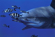 Oceanic whitetip shark {Carcharhinus longimanus} + Pilotfish {Naucrates ductor} Red Sea.