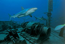 Caribbean reef shark at wreck {Carcharhinus perezi} Bahamas