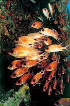 Longspine squirrelfish {Holocentrus rufus} on the wreck of the SS Rhone, British Virgin Is, Caribbean.