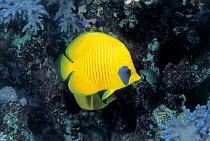 Golden butterflyfish {Chaetodon semilarvatus} Red Sea