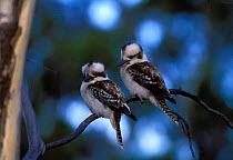 Laughing Kookaburra pair {Dacelo novaeguineae} Victoria, Australia