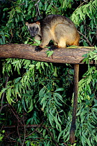 Lumholtz's Tree Kangaroo {Dendrolagus lumholtzi} captive Australia.
