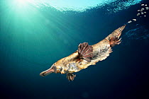 Platypus {Ornithorhynchus anatinus} swimming underwater Tasmania, Australia. Digital composite.