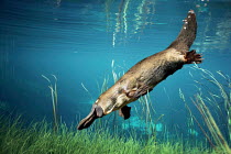 Platypus {Ornithorhynchus anatinus} swimming underwater Tasmania Australia. Composite