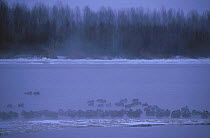 Flock of Mallards {Anas platyrhynchos} wintering on the Vistula, Poland.