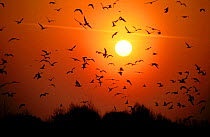 Black-headed Gulls {Chroicocephalus ridibundus} silhouette of flock flying at sunset, Poland