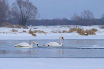 Mute swan pair {Cygnus olor} Bug river, Podlasie, Polan