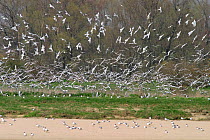 Black-headed gulls {Chroicocephalus ridibundus} on the Vistula river, Poland
