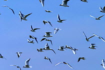 Black-headed gulls {Chroicocephalus ridibundus} flying, Poland