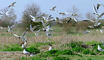 Nesting colony of Black-headed gulls {Chroicocephalus ridibundus} Poland