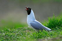 Black-headed gull calling {Chroicocephalus ridibundus} Poland