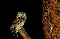 Tengmalm's owl {Aegolius funereus} with mouse prey, Mazovia, Poland