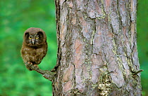 Tengmalm's owl chick {Aegolius funereus} in pine tree, Poland.